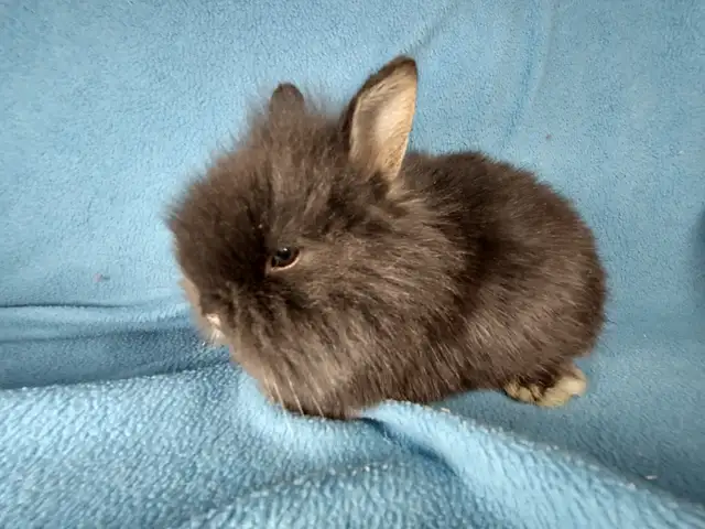 Bébé lapin blanc yeux bleus tête de lion nain *. Blue eyed bunny in Small Animals for Rehoming in City of Montréal - Image 5