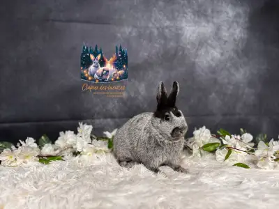 Neutered rare color Netherland dwarf, View more