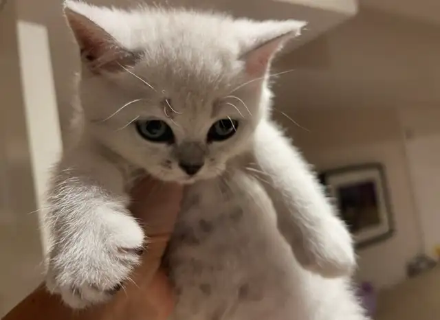 ❤️❤️Cute Purebred British/Scottish shorthair kittens in Cats & Kittens for Rehoming in City of Toronto - Image 5