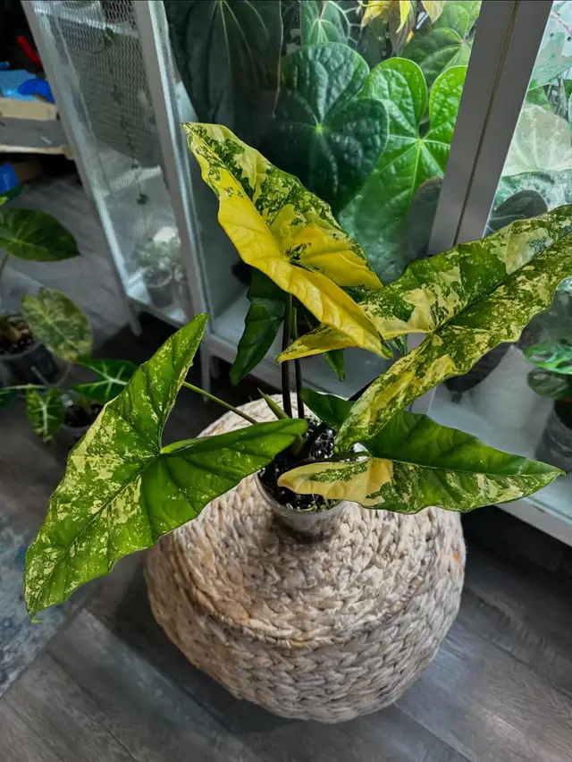 alocasia sanderiana/ nobilis in Plants, Fertilizer & Soil in City of Toronto - Image 9