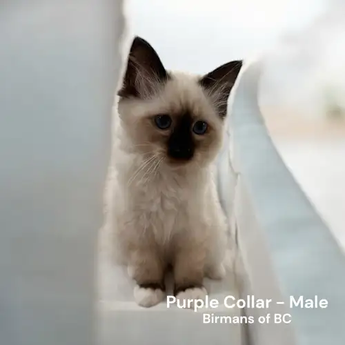 Our gorgeous purebred Birman babies were born January 31 (Purple) and February 12 (White and Blue) a...