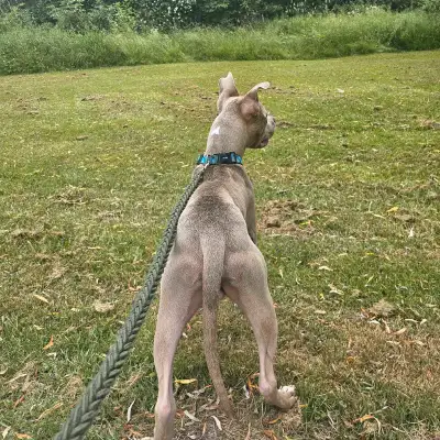 ADORABLE 9 MONTH PURBRED  WITH LOTS OF ENERGY AND LOVE TO GIVE, View more