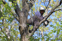 Tree Pruning | Tree Removal