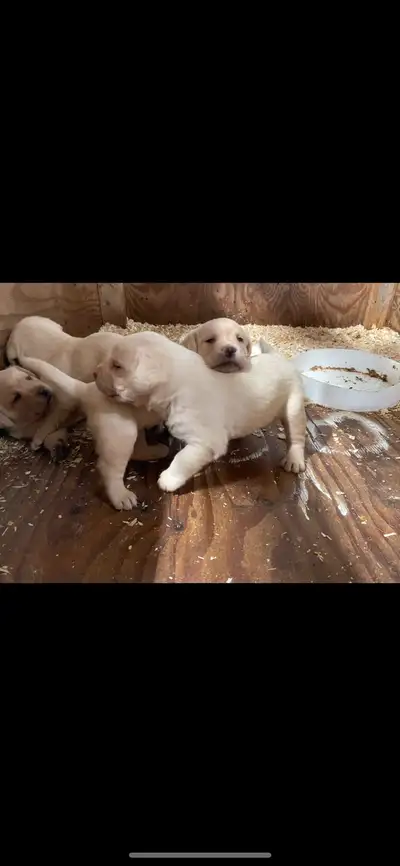 chiot labrador blond, View more