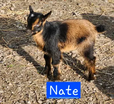 Nigerian dwarf goat, buckling, View more