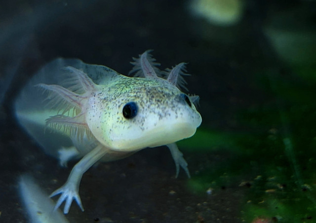 Axolotl for sale in Fish for Rehoming in Calgary - Image 3