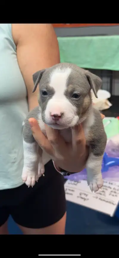 American Bulldog puppies, View more