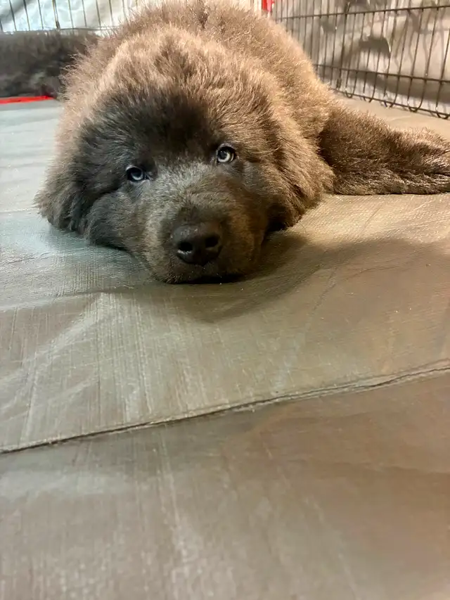 Chiots Terre-Neuve in Dogs & Puppies for Rehoming in City of Montréal - Image 4