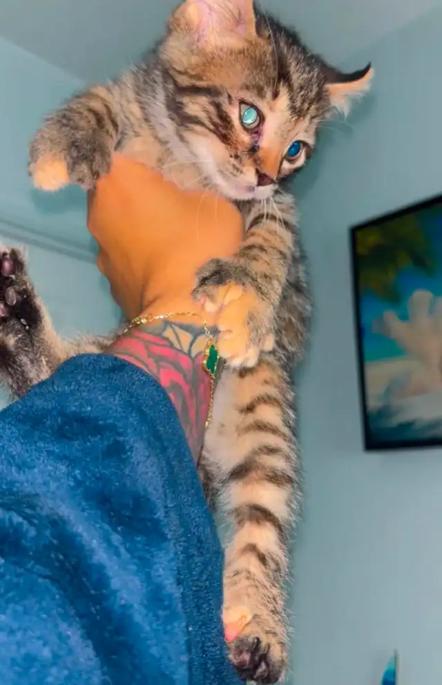Highland Lynx Mixed in Cats & Kittens for Rehoming in Shawinigan - Image 4