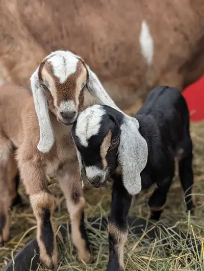 Purebred Nubian Bucklings, View more