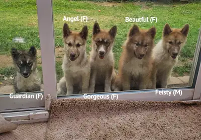 Ready to go: Gorgeous and playful northern dogs called Canadian Eskimo Dogs, one of the oldest dogs...
