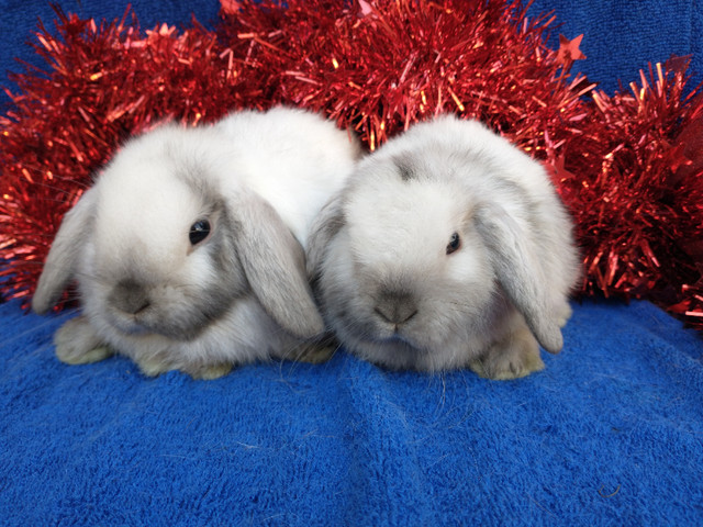 EXTRAORDINARY HOLLAND LOP BABY DWARF BUNNY RABBITS in Small Animals for Rehoming in Ottawa
