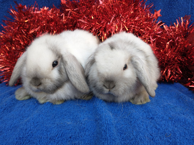 EXTRAORDINARY HOLLAND LOP BABY DWARF BUNNY RABBITS in Small Animals for Rehoming in Ottawa - Image 3