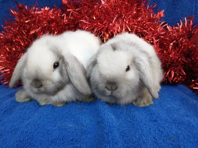 EXTRAORDINARY HOLLAND LOP BABY DWARF BUNNY RABBITS in Small Animals for Rehoming in Ottawa - Image 4