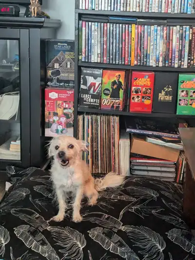 Magnifique chipoo mâle de 4 ans a vendre. Il aime les enfants et les autre animaux, il est très affe...