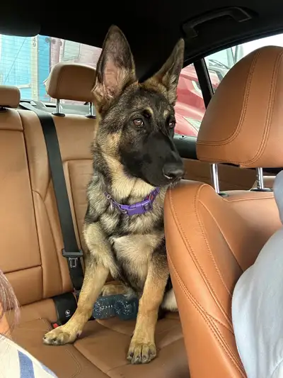 6 month old purebred German Shepard. Comes with CKC registration papers. All shots are done. Extreme...