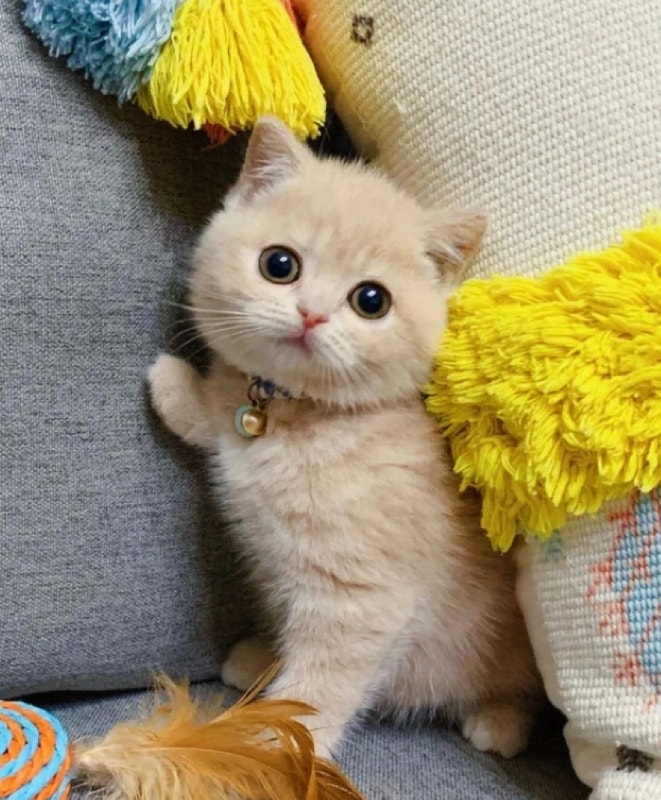Rare ColorCream British Shorthair Boy Kitten Ready For New Home Cats