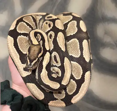 Desert Ghost Ball Python, View more