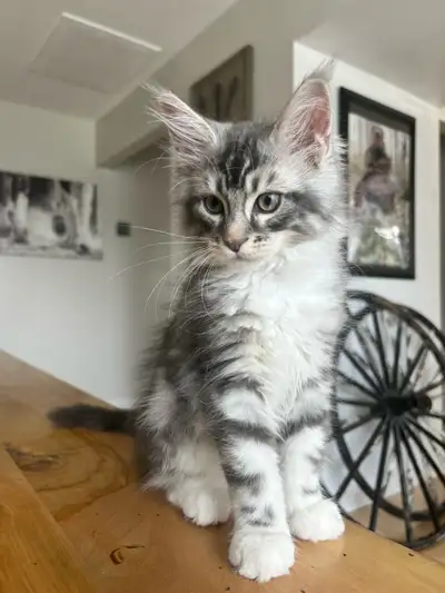 Chaton Mâle Maine coon Maincoon, View more