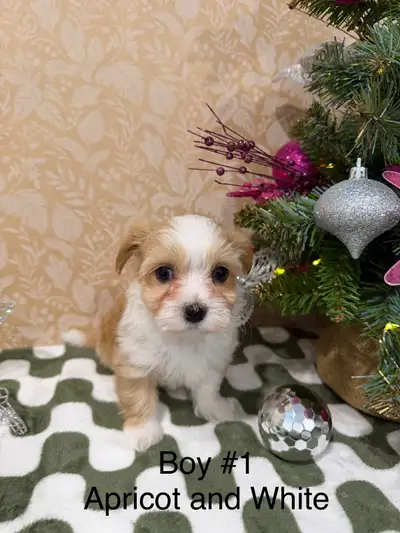 We have some beautiful and sweet havanese puppies ready for their new homes Pictures are close up. T...