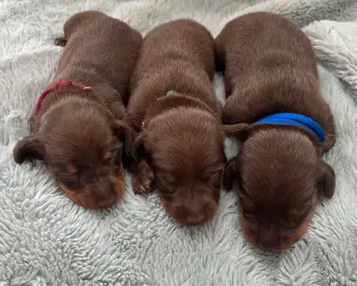 We have a beautiful chocolate litter of adorable dachshund puppies! There are 4 chocolate mails left...