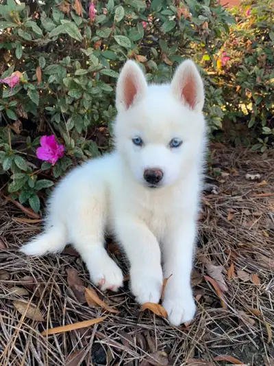Husky Puppies, View more