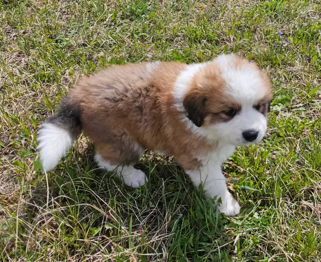 Great Bernese Puppies  **3 Left** in Dogs & Puppies for Rehoming in Edmonton - Image 2