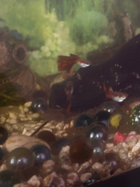 Young male guppies