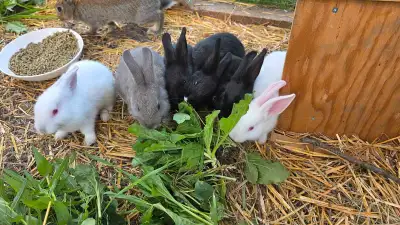 Meat Rabbits , View more
