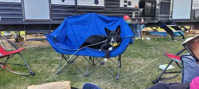 dog to good home, View more
