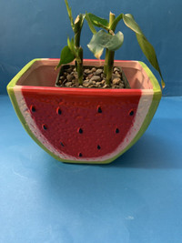 4 Lucky Bamboo w/inner & watermelon outer planter/Flower Pot $22