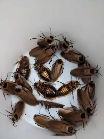 25 large male discoid roaches for $10. Porch pickup beside Dixie outlet mall. Great for feeding larg...