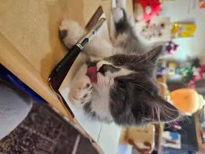 Siberian Kitten – Playful, Affectionate, Ready for a Loving Home, View more