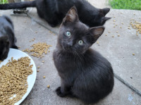 Cute kittens looking for forever homes