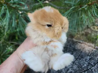 Netherland dwarf baby bunny rabbits
