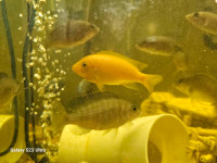 Electric yellow cichlid 