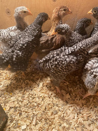 Young chicks black one’s available 