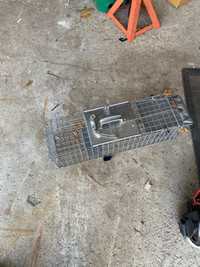 Live trap for squirrels 
