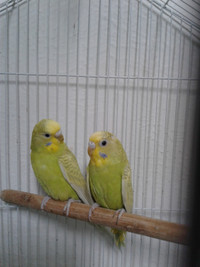BABY BUDGIES AND CAGE FOR SALE