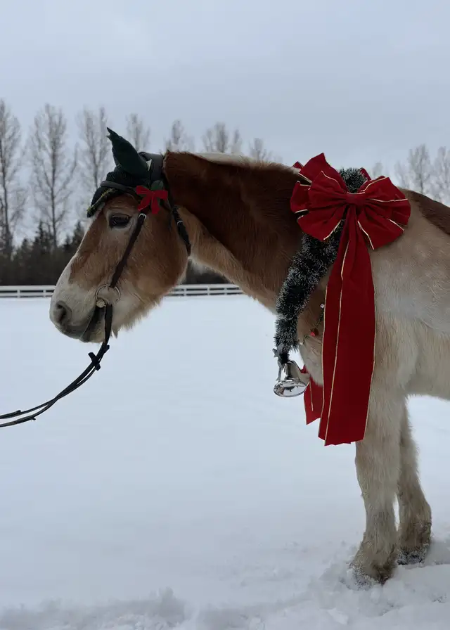 Riding Lessons64661857241091122