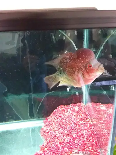 Two-Tone Super Red Kamfa Flowerhorn looking for his new home., View more