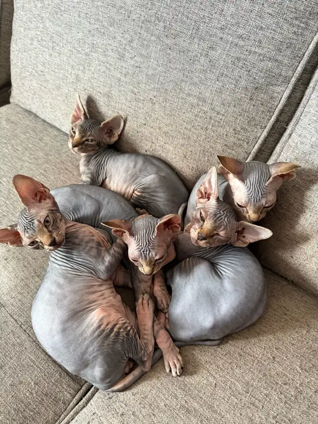 chaton SPHYNX in Cats & Kittens for Rehoming in Laval / North Shore - Image 2