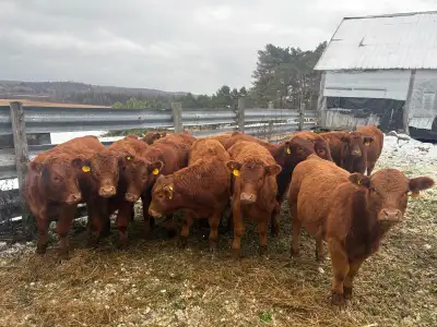 limo stockers, View more