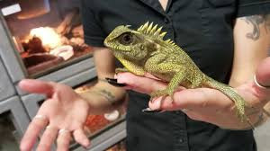 BEAUTIFUL MOUNTAIN HORNED DRAGON SPECIAL in Reptiles & Amphibians for Rehoming in North Bay - Image 2
