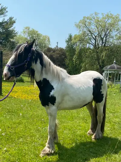 Gypsy Vanner Mare, View more