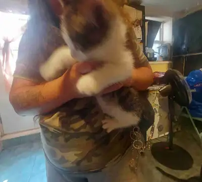 chaton a vendre , View more