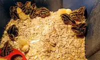 Japanese Coturnix Quail Chicks