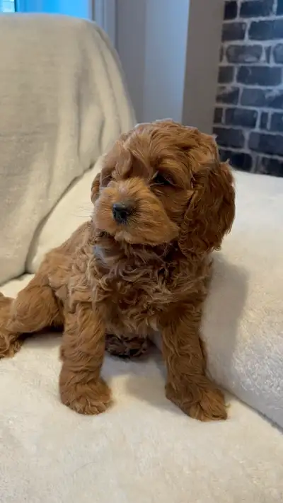 Mini cockapoo puppies, View more