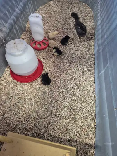 Baby Chicks - Barnyard Mix Chickens, View more