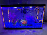 Fish’s with tank